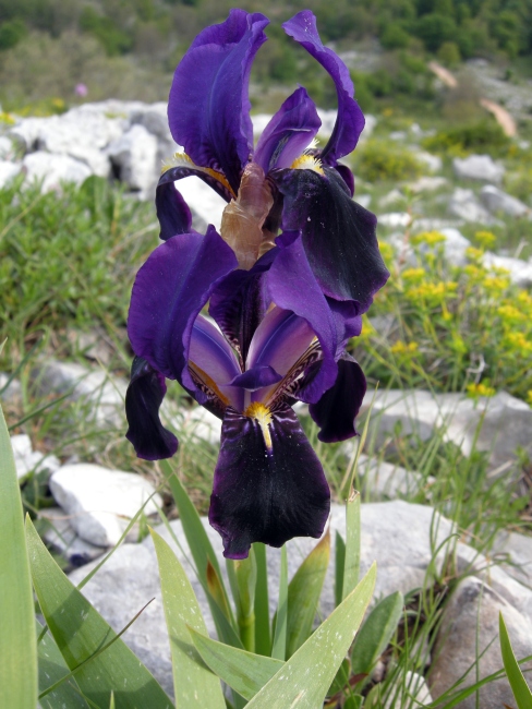 Iris suaveolens?